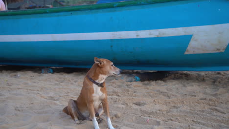 4k-Video-Eines-Süßen-Hundes,-Der-Am-Strand-Sitzt-Und-Sich-Mit-Einem-Blauen-Boot-Im-Hintergrund-Umschaut