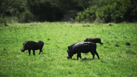 Gemeine-Warzenschweine,-Die-Auf-Offenem-Grasland-Grasen---Afrikanische-Tiere-Im-Busch