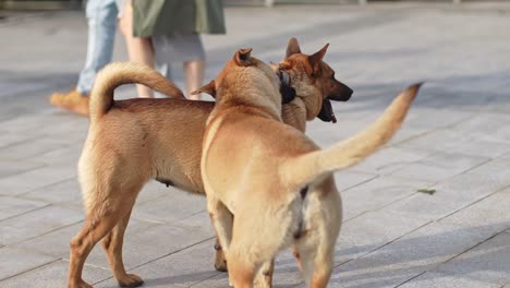Zwei-Carolina-Hunde-Spielen-Und-Kämpfen-Zusammen,-Während-Sie-Sich-In-Den-Straßen-Von-Hongkong-Beißen