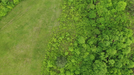 Luftaufnahme-Des-Grünen-Waldes-Im-Sommer
