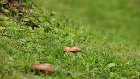 Penny-Bun-Mushrooms-On-Forest