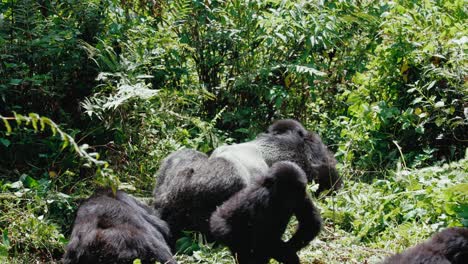 Silverback-mountain-gorilla-lies-down-on-lush-forest-floor-amongst-its-troop-in-Bwindi-Impenetrable-Forest,-Uganda,-Africa