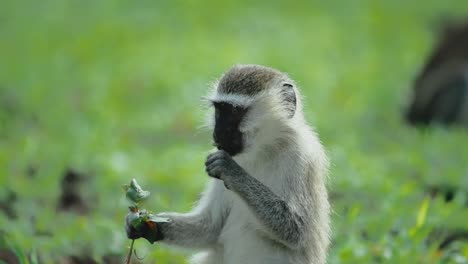 Cute-African-Vervet-Monkey-eating-leaves-from-a-plant,-sits-in-green-field