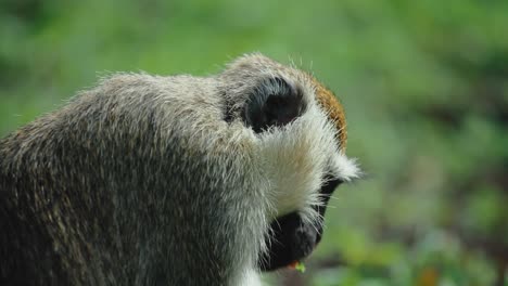 Vervet-monkey--eating-leaves;-close-up-slomo-shot