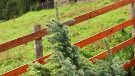 Growing-Fir-Tree-At-The-Yard-With-Wooden-Fence