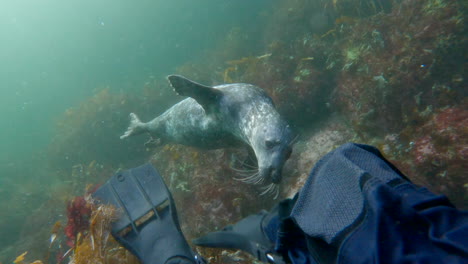 Grey-seal-swimming-close-to-divers-during-a-dive-in-Percé,-Quebec