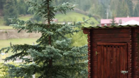 Pine-Tree-Next-To-An-Outdoor-Old-fashioned-Wooden-Toilet