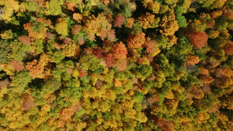 Bird's-eye-drone-shot-of-beautiful-Vermont-foliage-during-fall