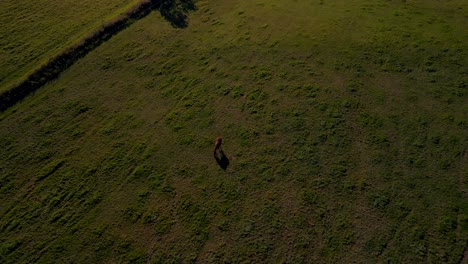 long-shadow-horse-in-meadow