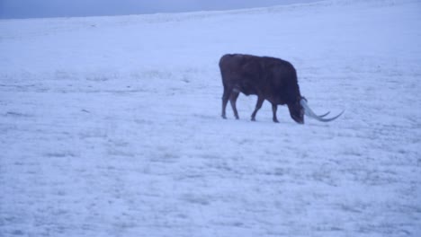 Longhorn-Cow-in-Snowy-Field-Grazing-With-Herd