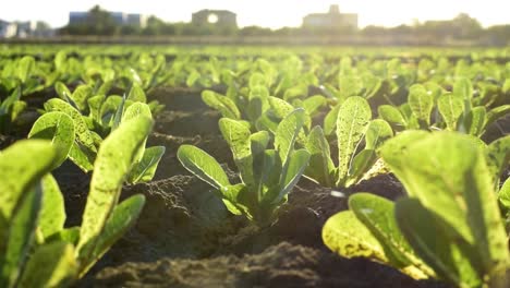 Beautiful-little-lettuces-growing-on-plantation-in-Spain
