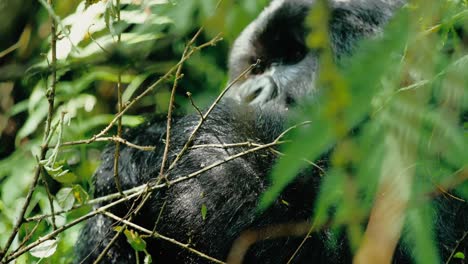 Relaxed-male-silverback-gorilla-eats-forest-leaves