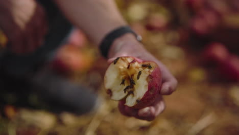 Man-holding-half-eaten-apple-with-bees-crawling-on-surface