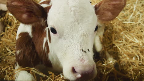 Closeup-of-a-calf-in-a-barn