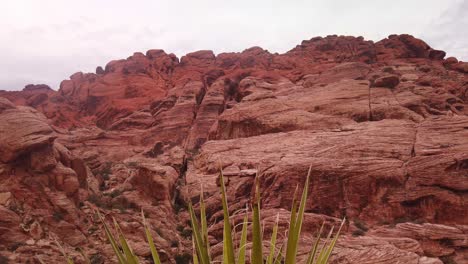 Gimbal-Schuss,-Der-Von-Einer-Wüstenpflanze-Zu-Sandstein-Felsformationen-In-Der-Schlucht-Des-Roten-Felsens,-Nevada,-Dröhnt