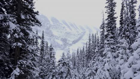 View-from-Banff-Alberta-Hike,-4K