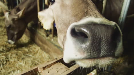 Detail-Der-Nase-Einer-Kuh-In-Einem-Bauernhof