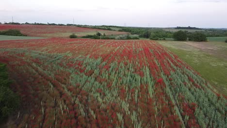 Luftaufnahme-Eines-Mohnfeldes-Mit-Roten-Blüten