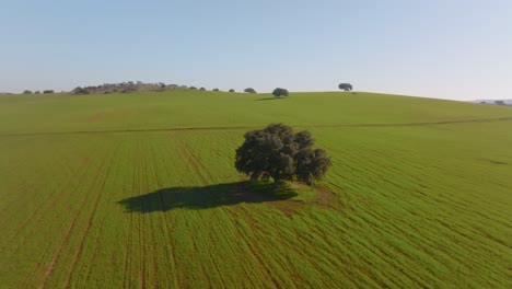 Isolated-Tree-in-Open-Field