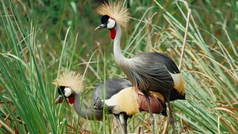 African-crowned-cranes-foraging-between-reeds-in-marshland-in-Africa