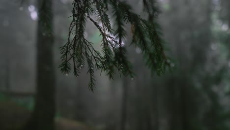 Close-up-shot-of-coniferous-branches-with-raindrops-on-them-in-a-dark-forest