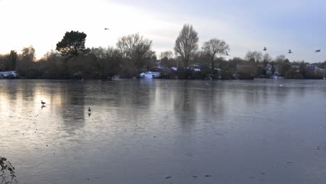 Many-birds-flying-over-a-frozen-Brooklands-lake-in-Dartford-Kent-at-dusk