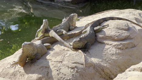 4-Leguane,-Die-In-Der-Sonne-Auf-Einem-Felsen-In-Der-Sonne-Nahe-Einem-See-Stehen