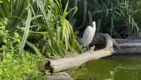 A-white-egret-standing-on-a-fallen-log-at-the-edge-of-a-lake-in-a-green-and-rich-habitat
