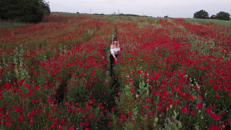 Aerial-View-of-a-Young-Woman-Collecting-Flowers-at-a-Poppy-Field