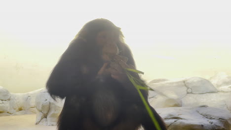 A-baby-chimpanzee-eating-grass-and-looking-after-other-chimpanzees-inside-a-cage-on-safari