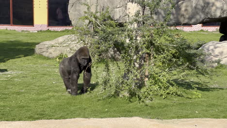 A-black-gorilla-shakes-a-small-tree-looking-for-fruits-while-walking-around-it-in-the-green-grass