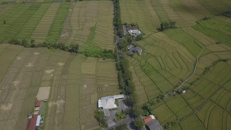 Ausgedehnte-Terrassierte-Grüne-Landwirtschaftsreisfelder-In-Bali-Indonesien