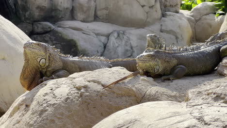 Iguana-making-a-specific-gesture-with-the-head-while-siting-with-other-iguanas-on-a-rock-in-broad-daylight