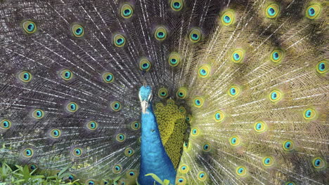A-blue-and-green-peacock-making-a-defensive-move-to-intimidate-his-attacker