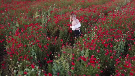 Aerial-View-of-a-Young-Woman-Collecting-Flowers-at-a-Poppy-Field