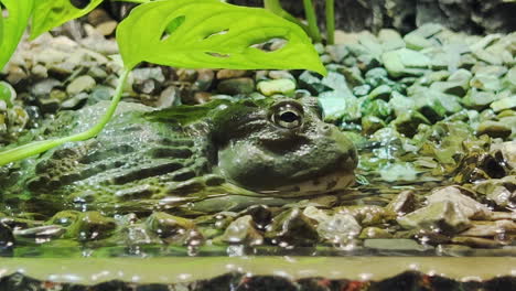 Grüner-Frosch,-Der-über-Dem-Wasser-Auf-Einigen-Felsen-Sitzt-Und-Die-Beute-Anpirscht
