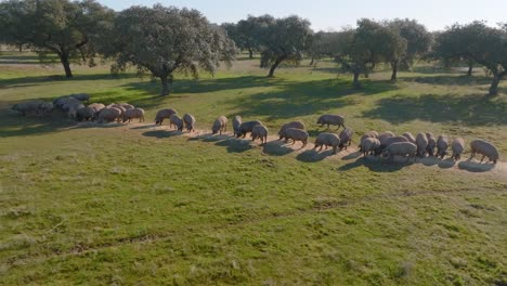 Group-of-Iberian-Pigs-huddled-on-Spanish-Farmland