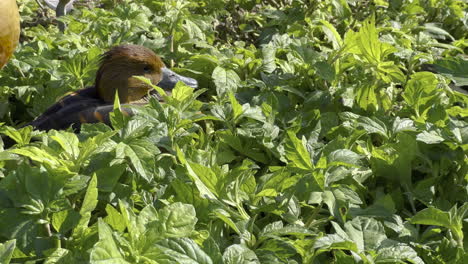 A-little-brown-duck-taking-a-sleep-between-some-green-plants-in-broad-daylight