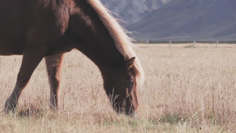Beautiful-Icelandic-horse-grazes-in-field,-mid-shot,-profile-side-view
