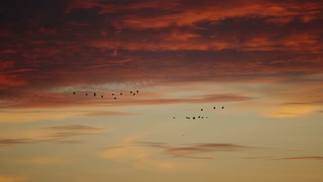 Silhouette-of-flock-of-birds-flying-against-golden-sunset-sky,-vibrant-clouds