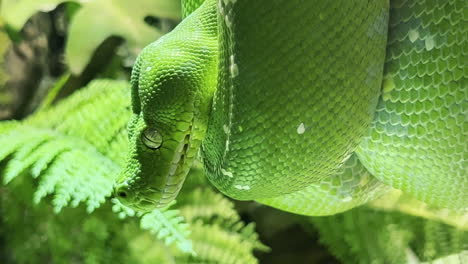 Green-scary-snake-waiting-and-looking-for-the-prey