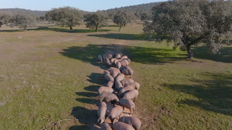 Herd-of-Pigs-in-Dehesa-Spain