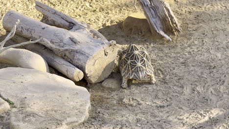 Old-tortoise-hiding-behind-a-log-in-the-sand