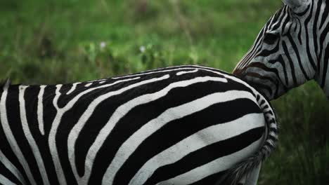 Close-up-shot-shows-beautiful-striking-black-and-white-stripes-of-zebras,-Africa