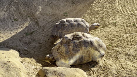 Two-turtles-sitting-outside-in-the-sun-on-a-harsh-environment-while-looking-for-shadow