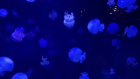 Medusas-En-El-Acuario-De-Vancouver-Iluminadas-Por-Una-Luz-Azul,-Especie-Aurelia-Aurita