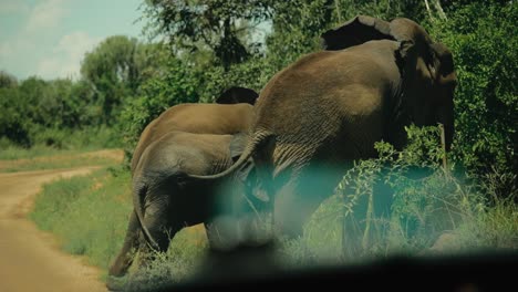 Elefantenfamilie-Neben-Feldweg,-Der-Sich-Von-Vegetation-Ernährt---Afrikanische-Safari