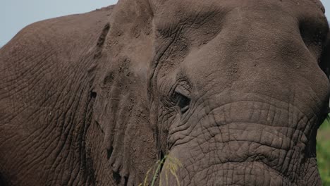 Close-up-shot-on-head-of-old-majestic-elephant-flapping-its-ears