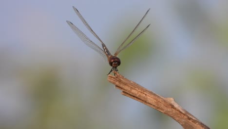 Beautiful-Dragonfly-in-wind-