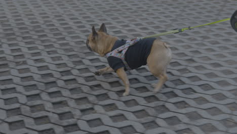 Französische-Bulldogge-Läuft-An-Einer-Automatischen-Leine-Und-Trägt-Ein-Schwarzes-Sweatshirt